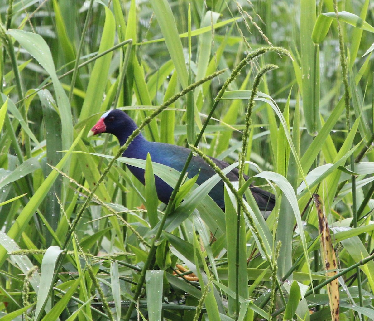 Малая султанка - ML645371833