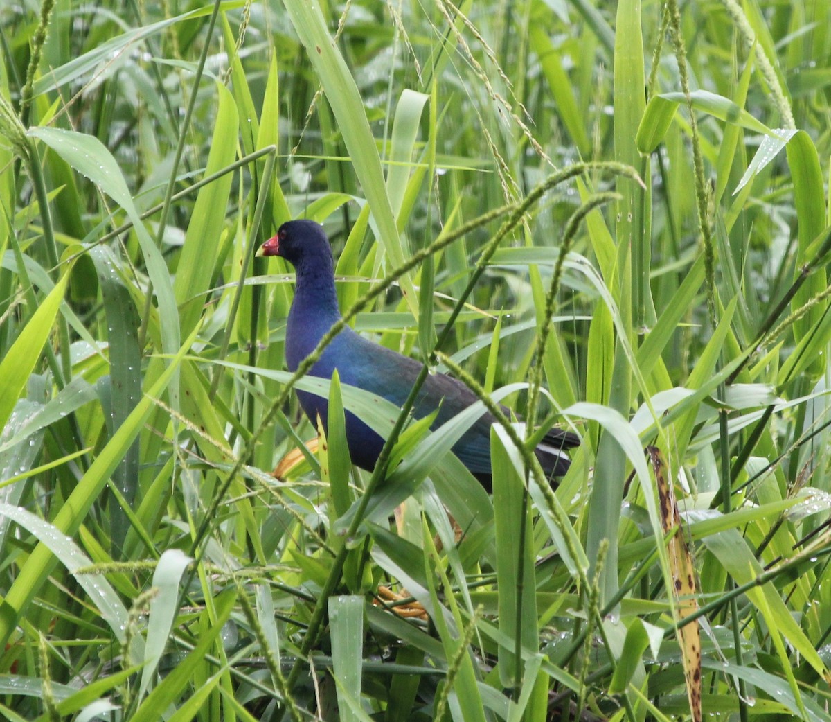 Малая султанка - ML645371834