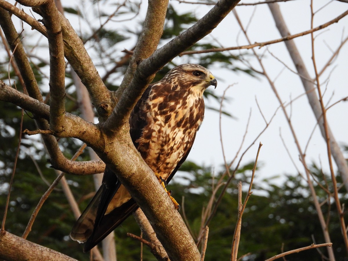 Свенсонов канюк - ML645371842