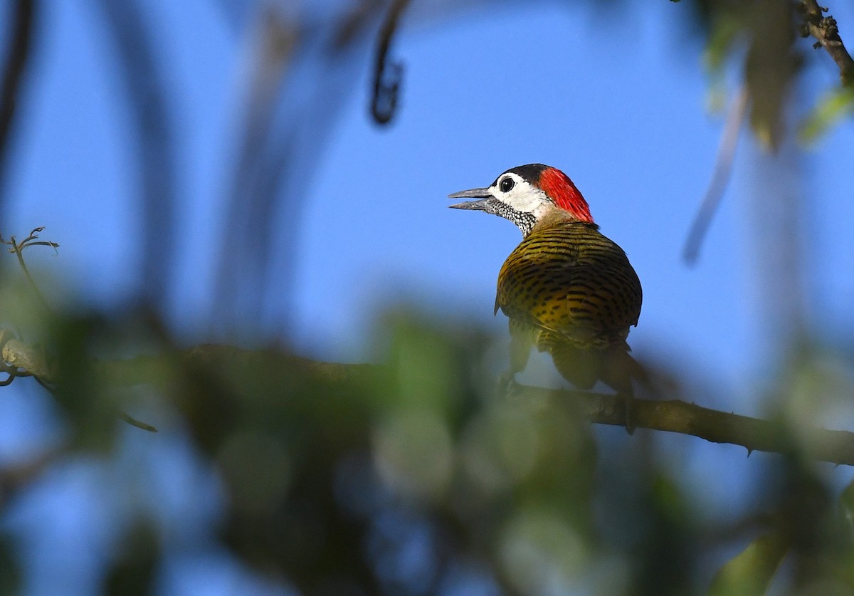 Spot-breasted Woodpecker - ML645371857