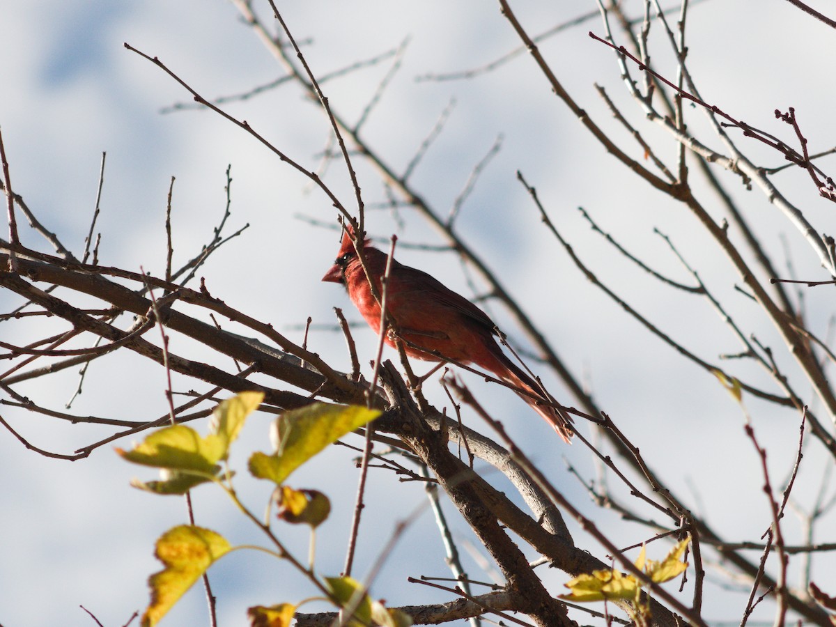 Northern Cardinal - ML645371861