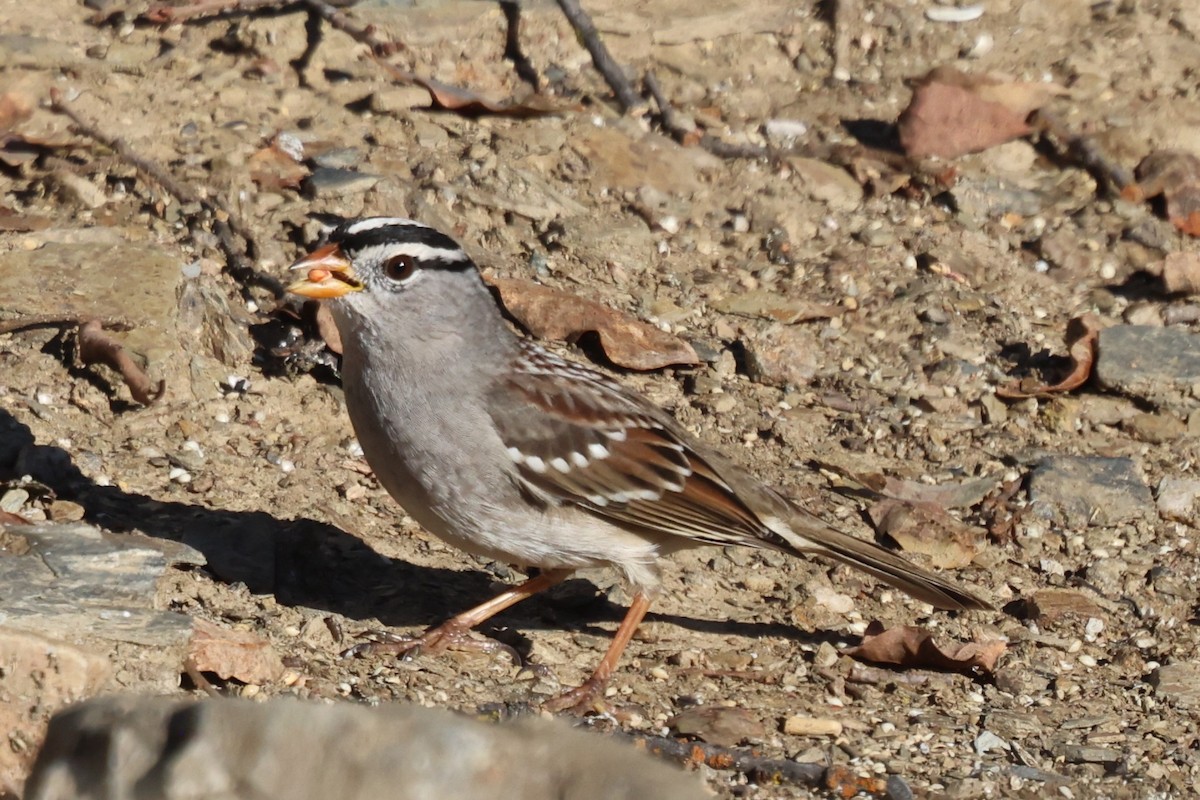 White-crowned Sparrow - ML645371871