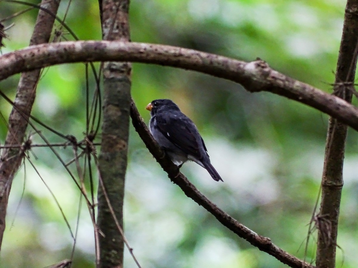 Semillero Pizarroso - ML645371878