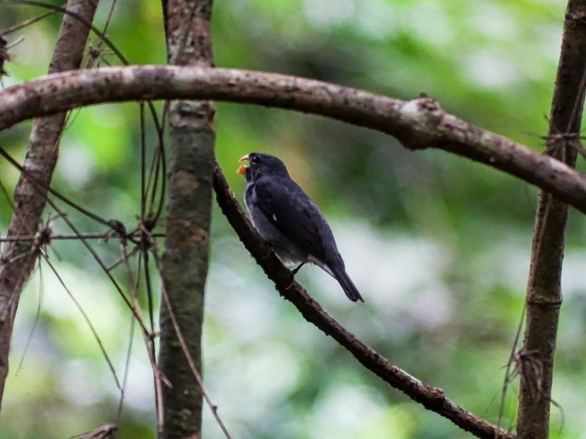 Semillero Pizarroso - ML645371879