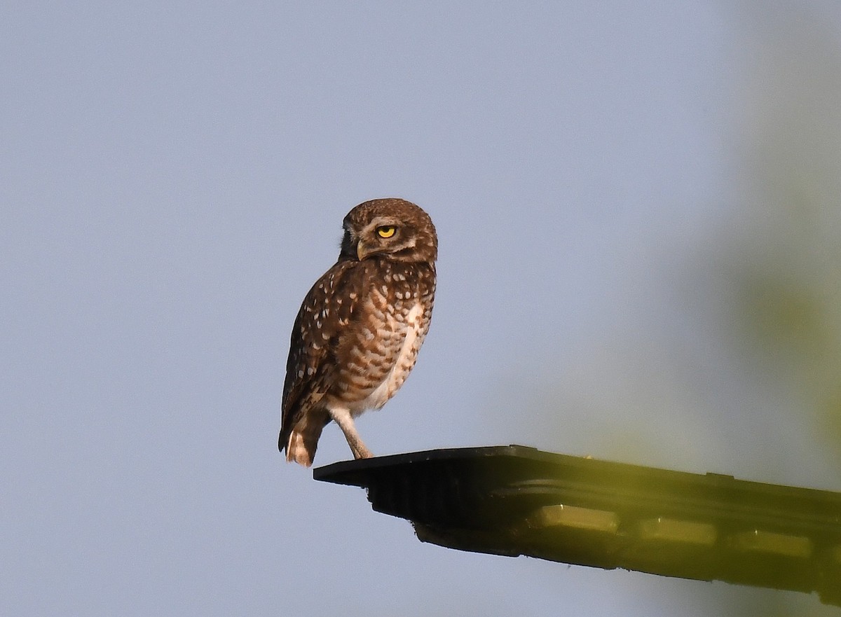 Burrowing Owl - ML645371882