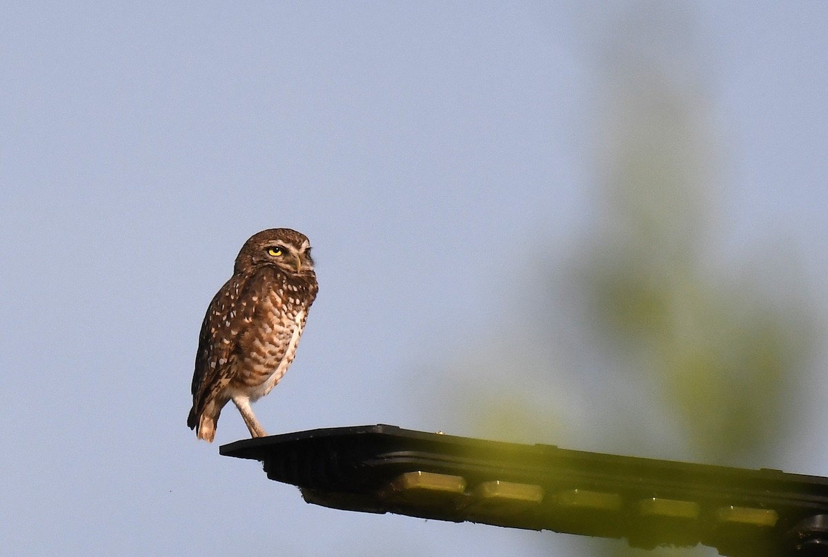 Burrowing Owl - ML645371884