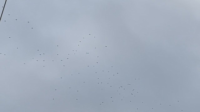 Bohemian Waxwing - ML645371891