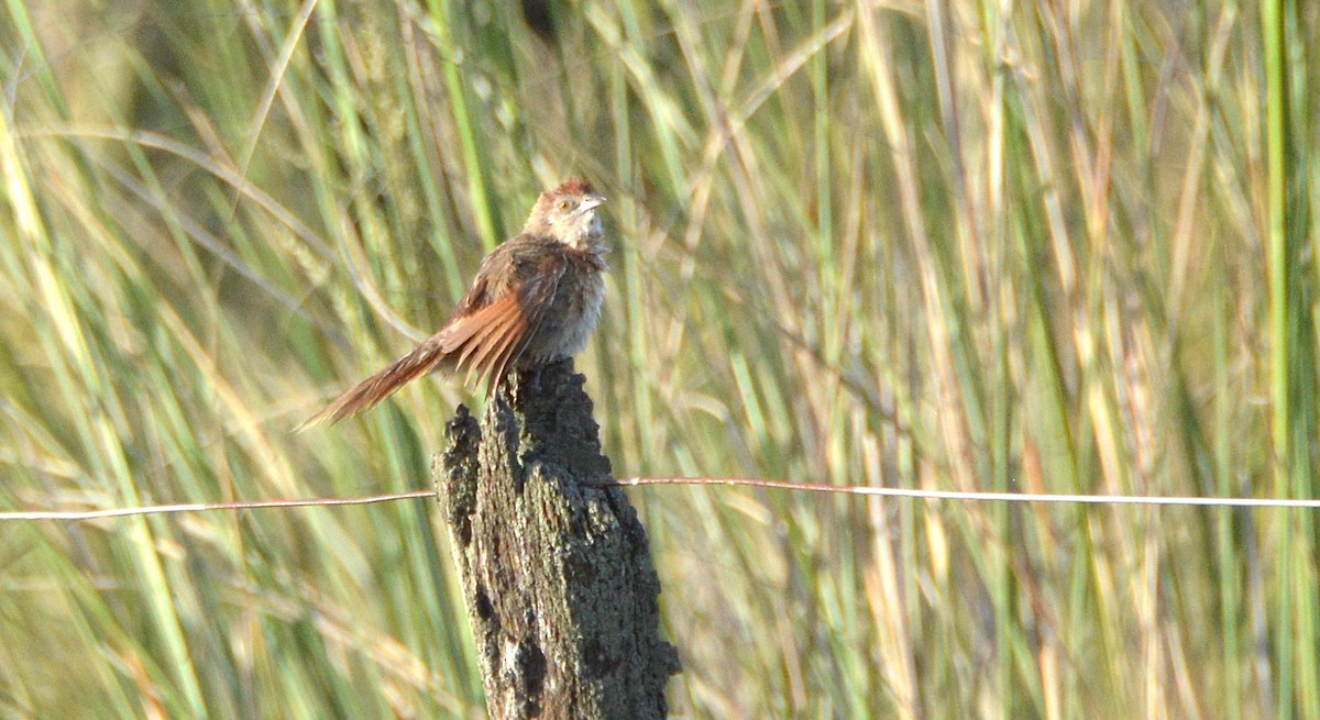 Freckle-breasted Thornbird - ML645371910