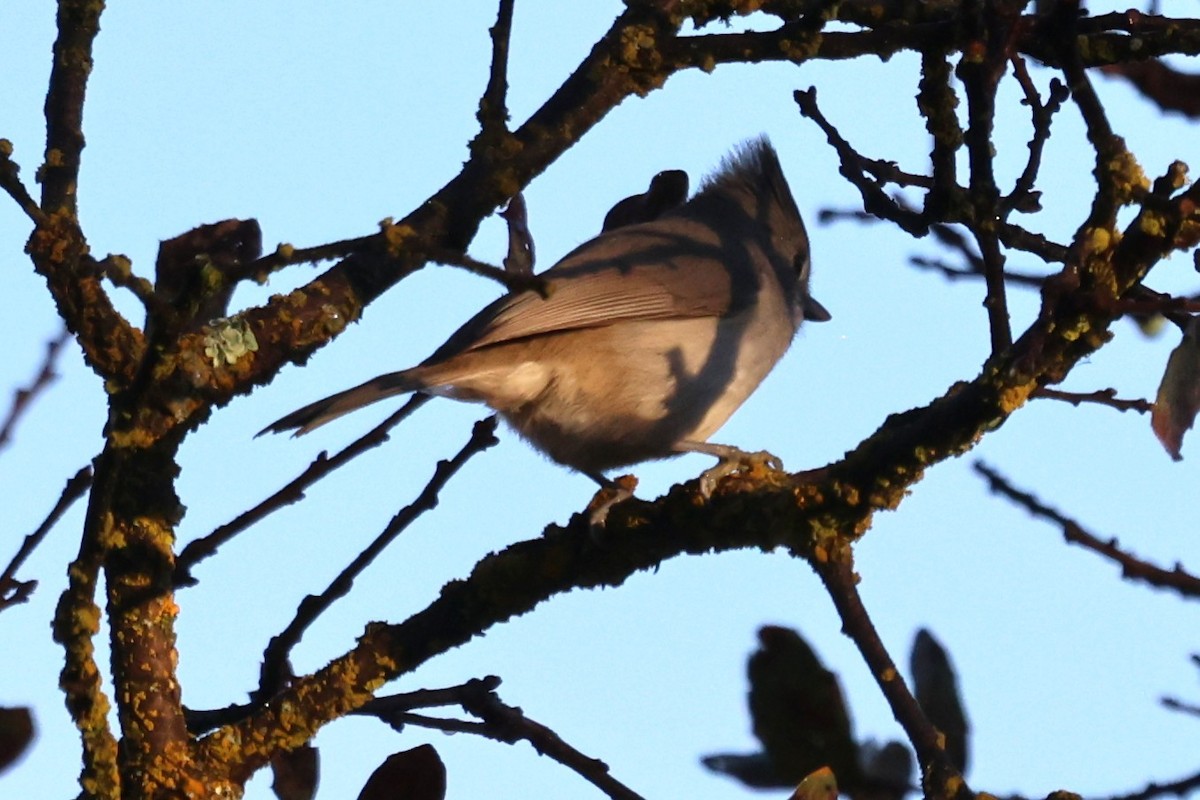 Oak Titmouse - ML645371914