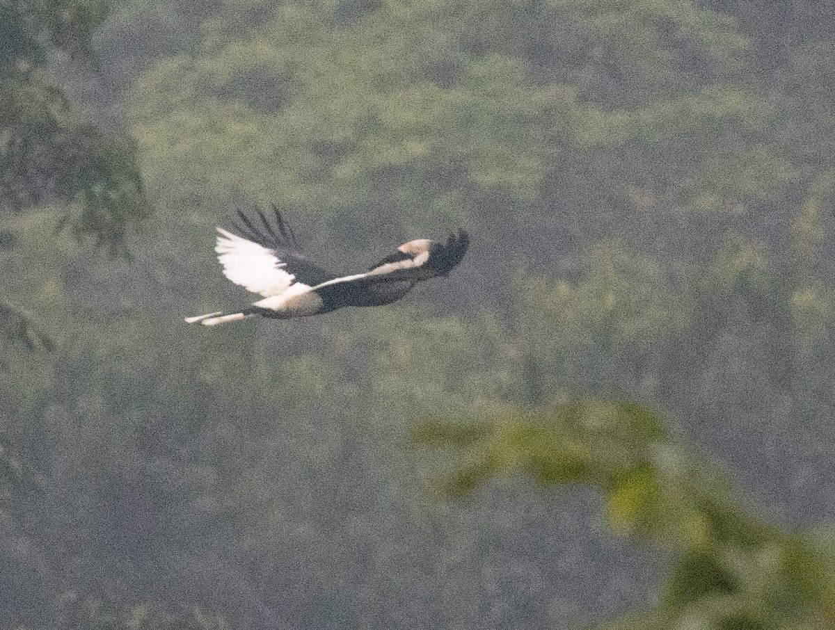 Black-and-white-casqued Hornbill - ML645371924