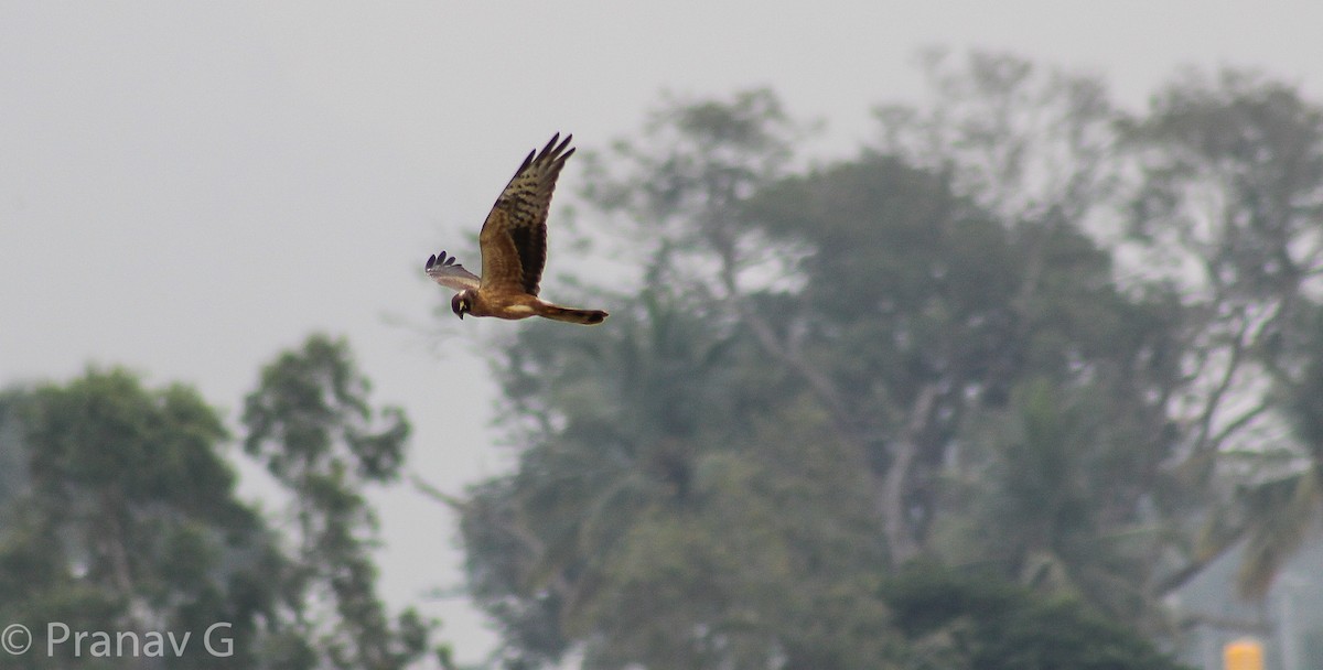 Pallid Harrier - ML645371932