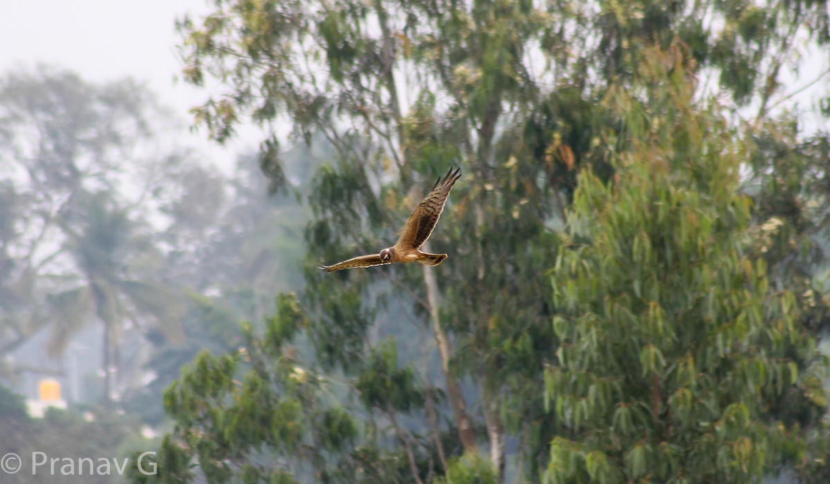 Pallid Harrier - ML645371933