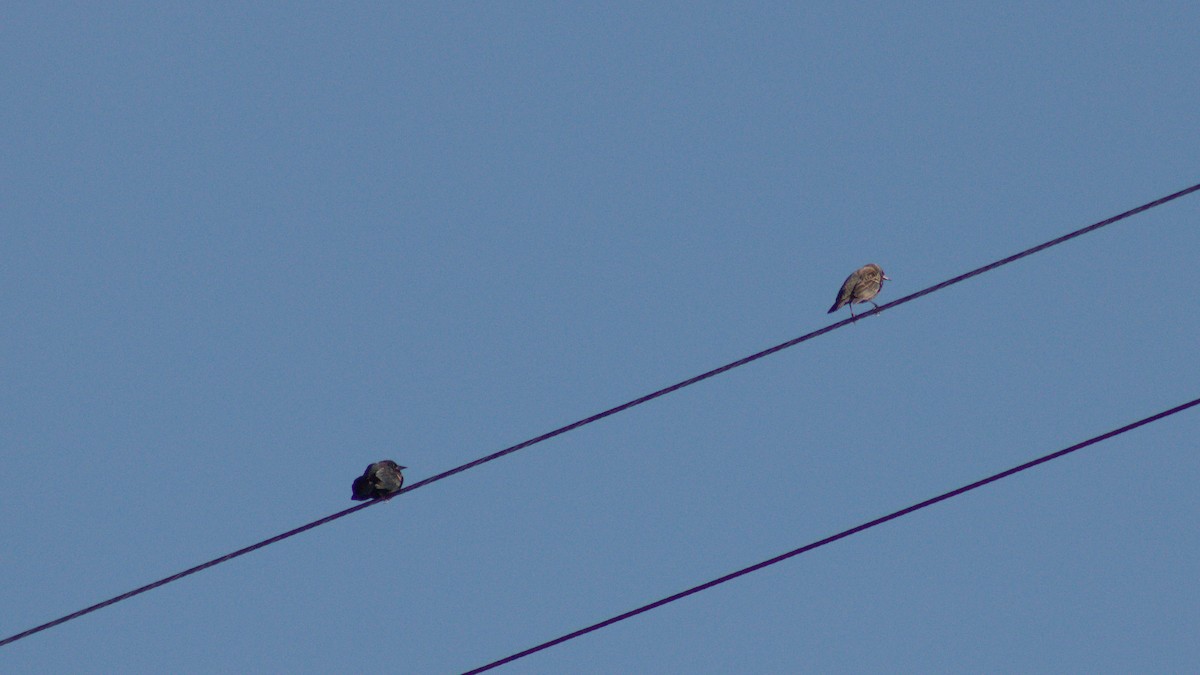 Red-winged Blackbird - ML645371940