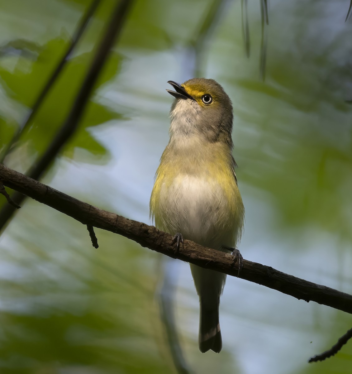 White-eyed Vireo - ML645371941