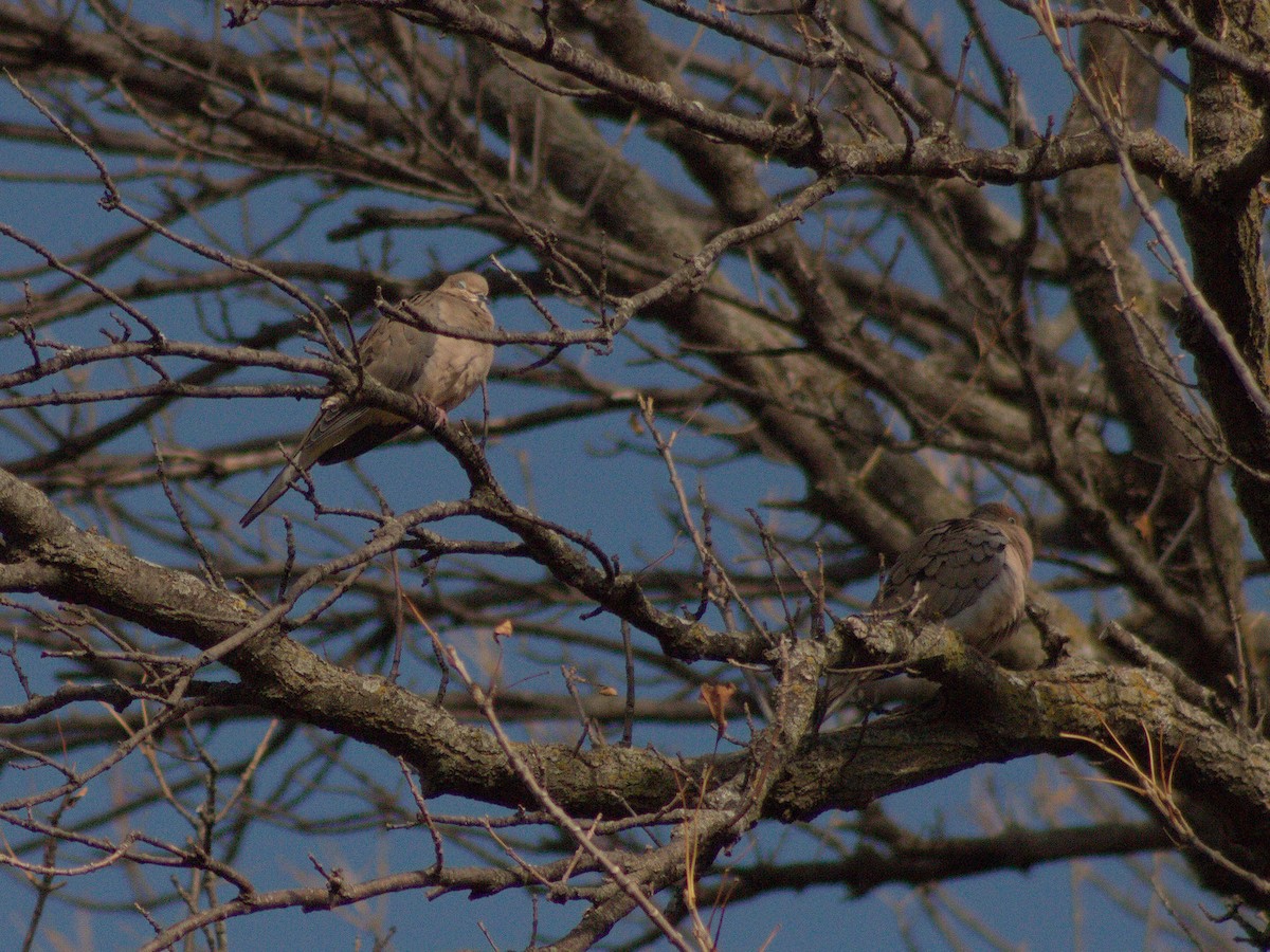 Mourning Dove - ML645371949