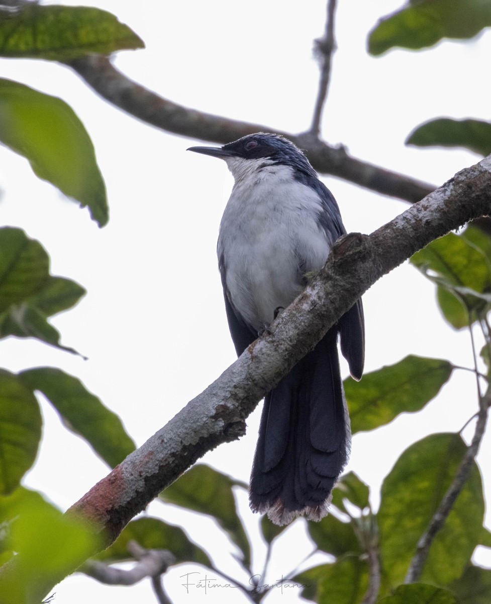 Blue-and-white Mockingbird - ML645371956