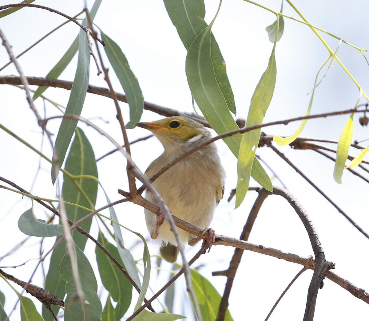 hvitsmykkehonningeter - ML645371958