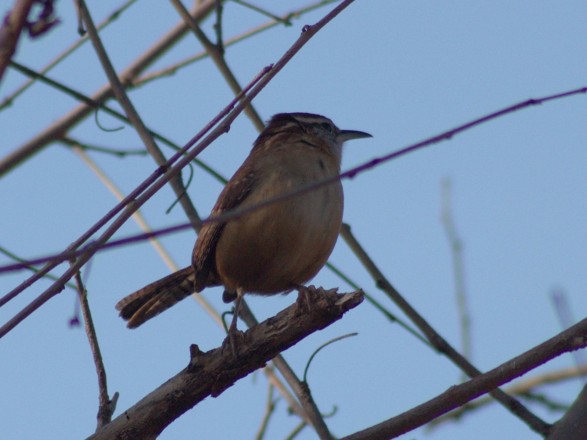 Carolina Wren - ML645371961