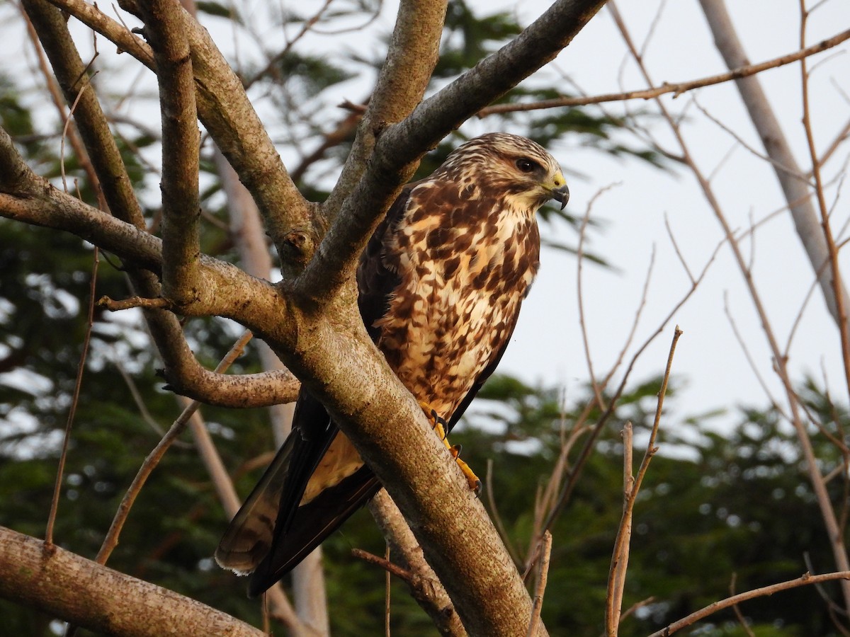 Свенсонов канюк - ML645371965