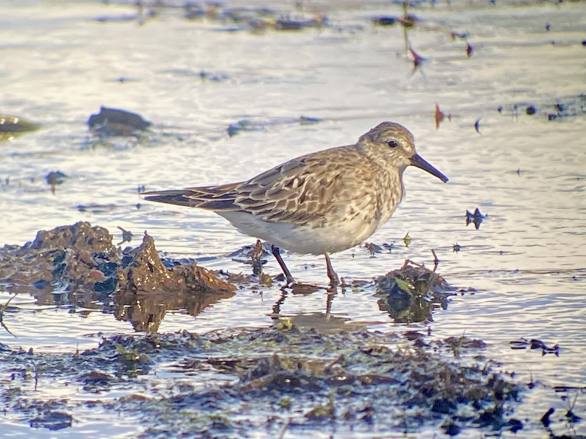 White-rumped Sandpiper - ML645371967