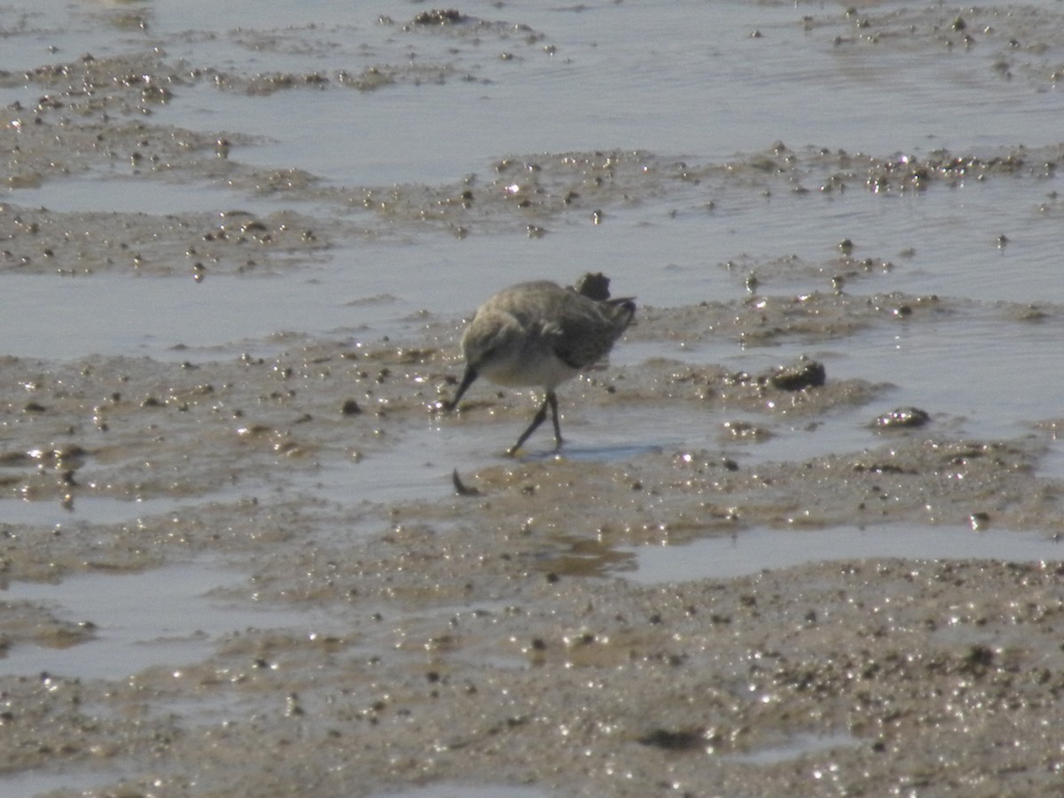 Western Sandpiper - ML645371972