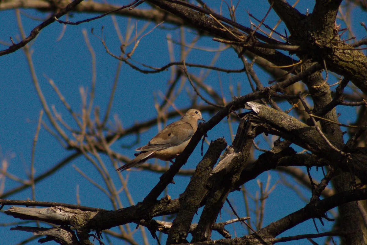 Mourning Dove - ML645371984