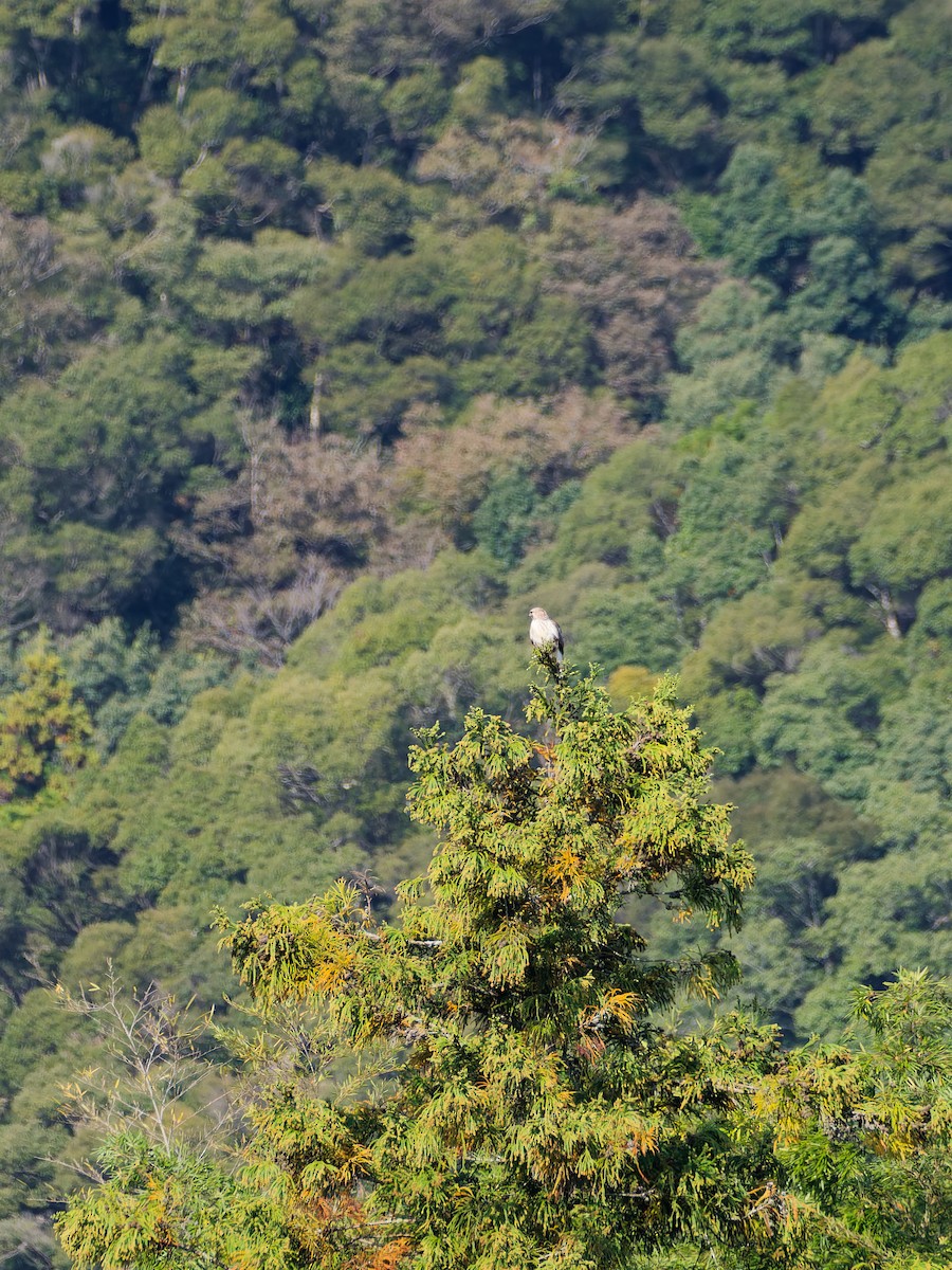 東方鵟 - ML645371987