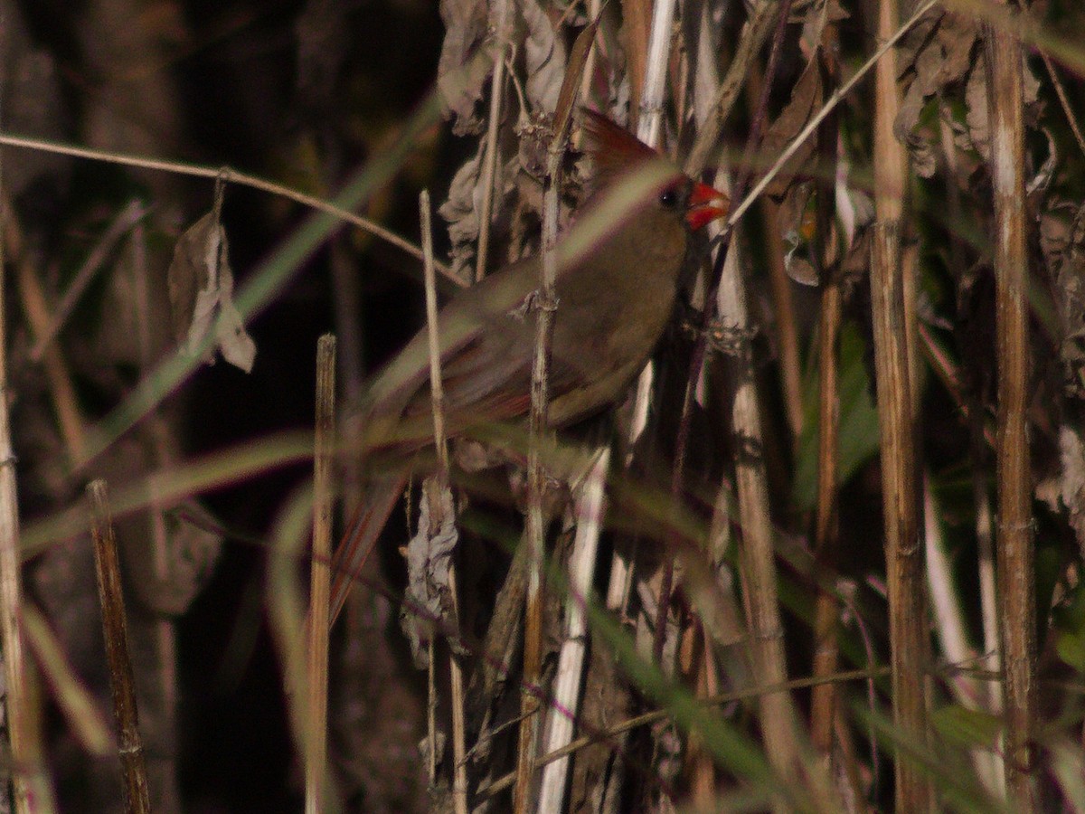 Northern Cardinal - ML645371994