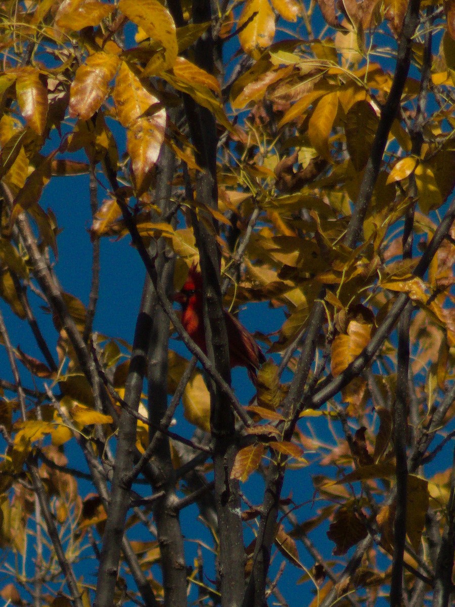 Northern Cardinal - ML645371997