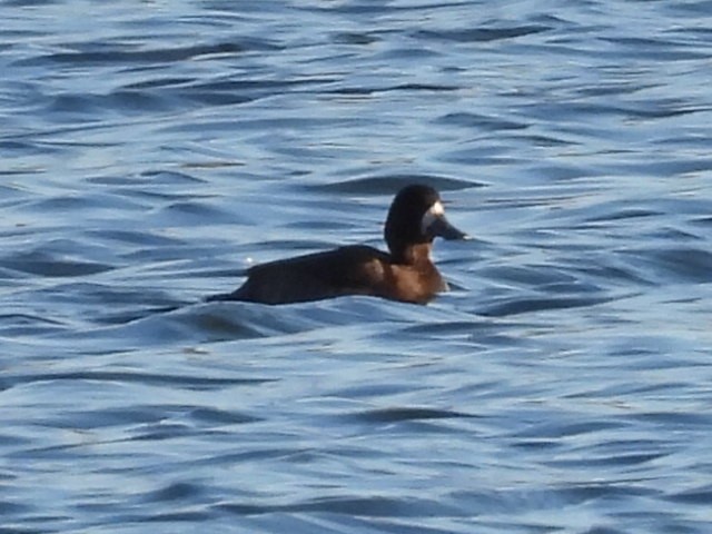 スズガモ - ML645371998