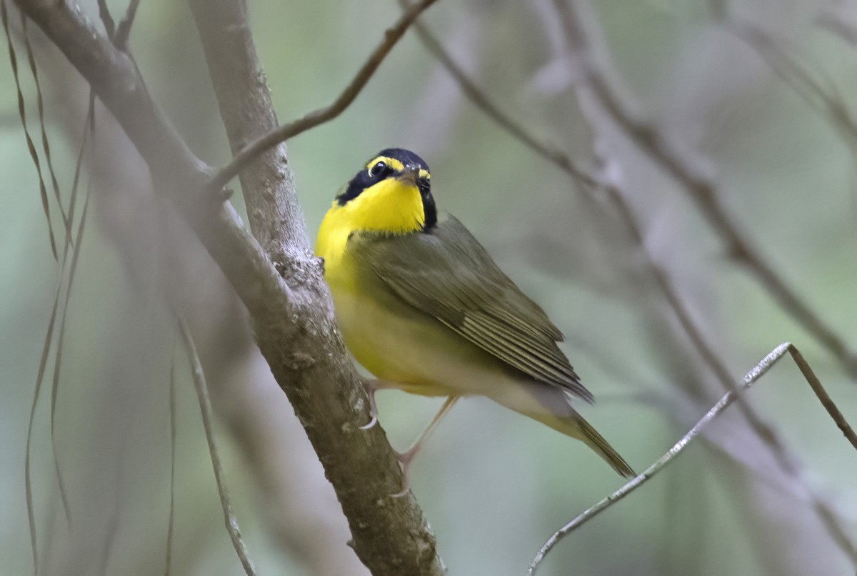 Kentucky Warbler - ML645372001