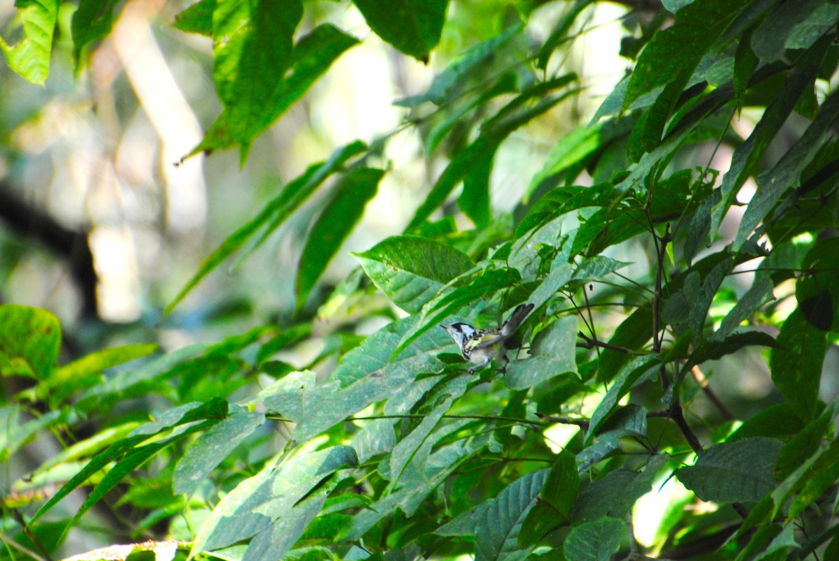 lesňáček rezavoboký - ML645372005