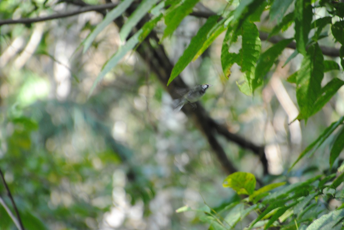 lesňáček rezavoboký - ML645372006