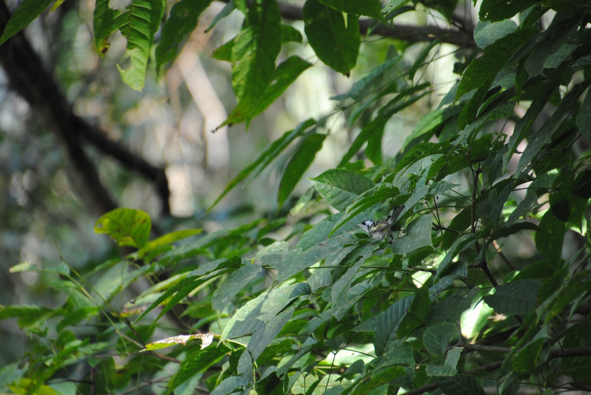 lesňáček rezavoboký - ML645372007