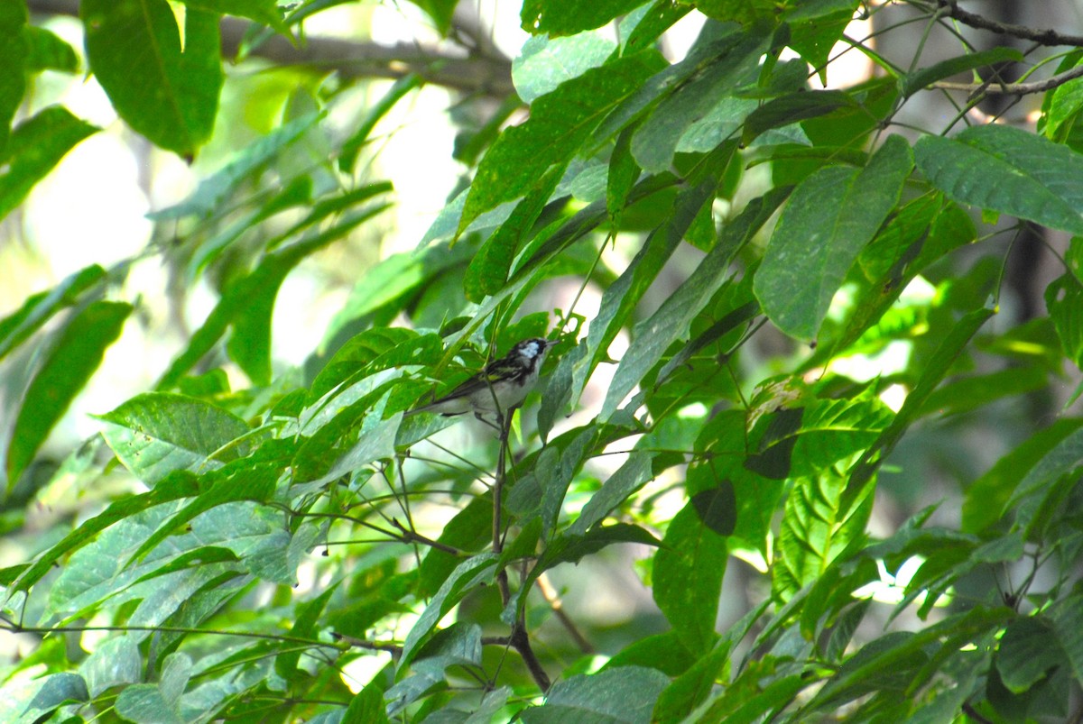 lesňáček rezavoboký - ML645372008