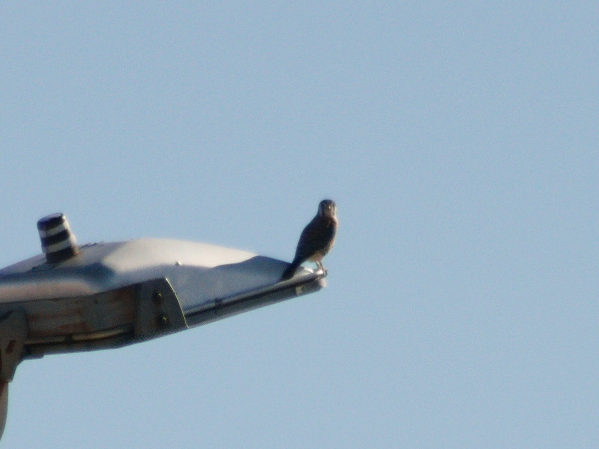 American Kestrel - ML645372011