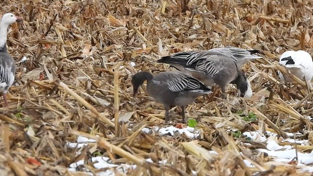 Snow Goose - ML645372024