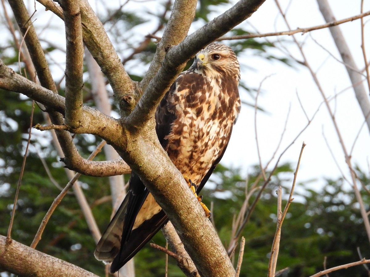 Свенсонов канюк - ML645372036