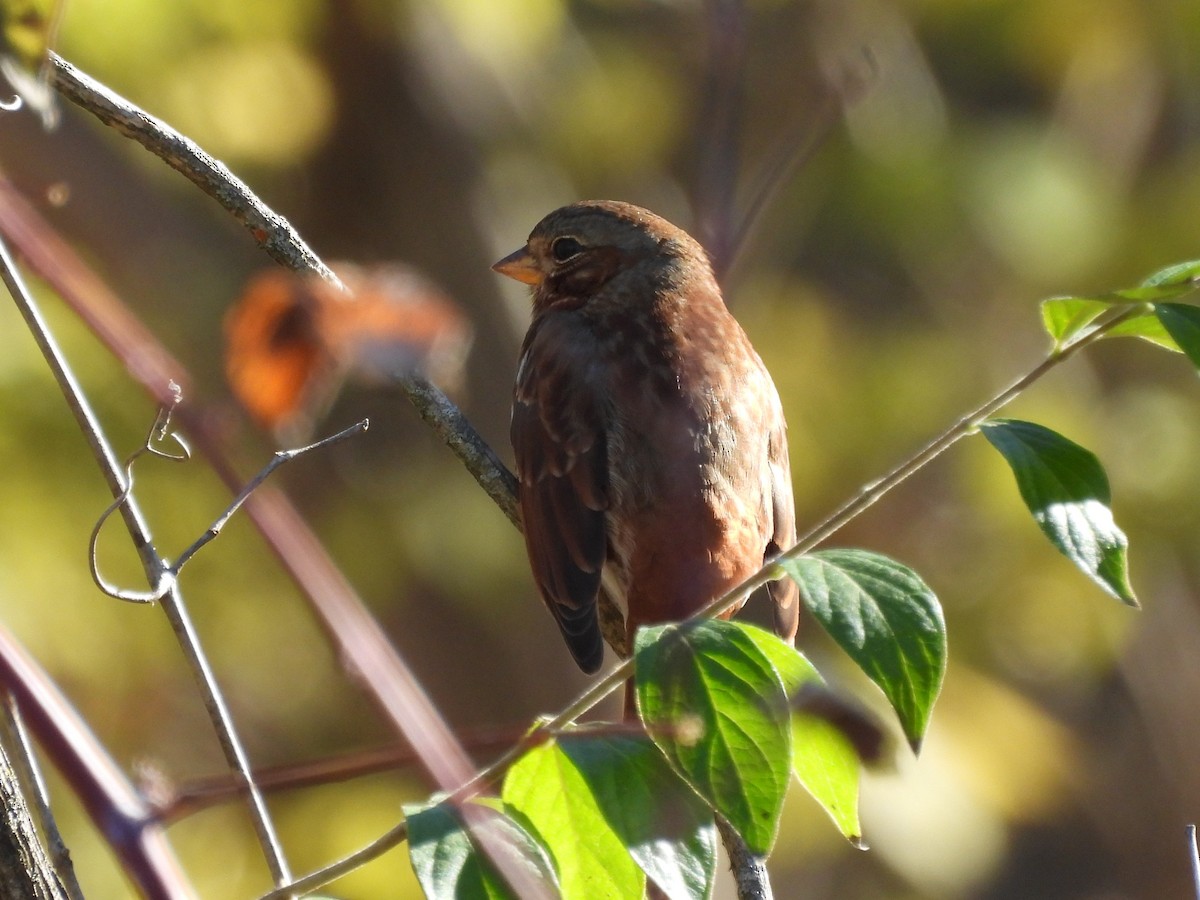Fox Sparrow - ML645372037