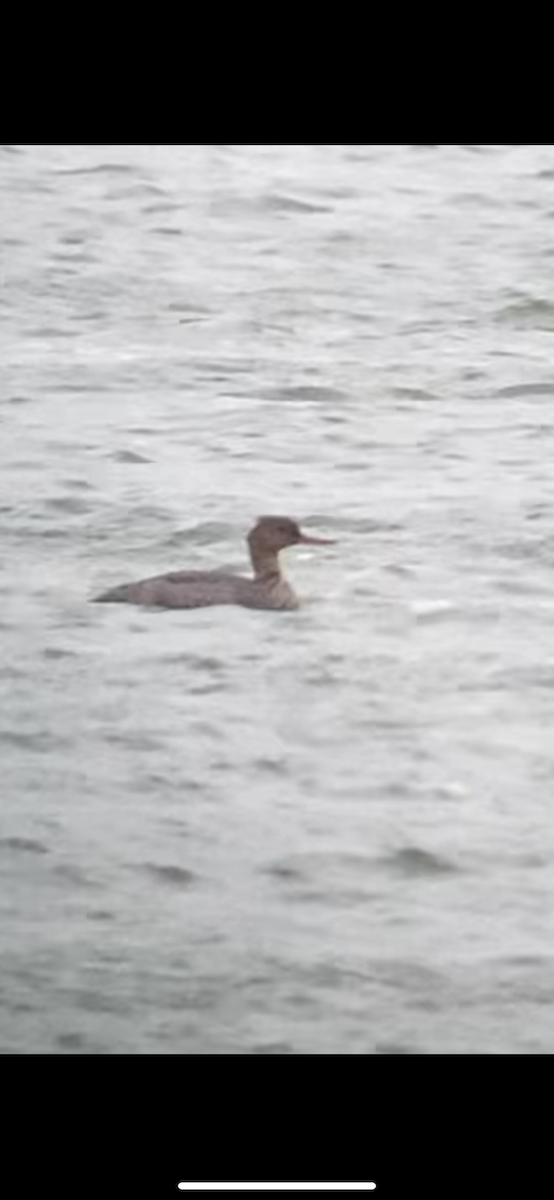 Smergo minore - ML645372040