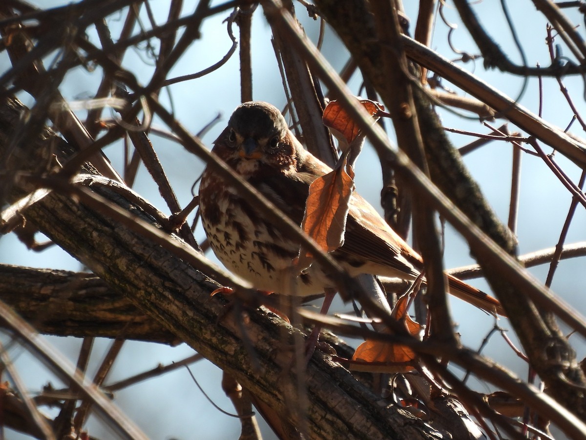 Fox Sparrow - ML645372049