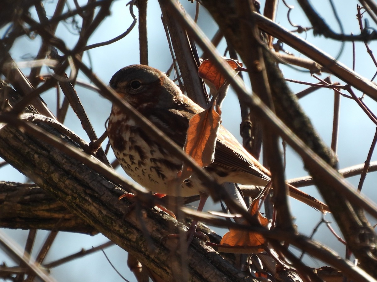 Fox Sparrow - ML645372055