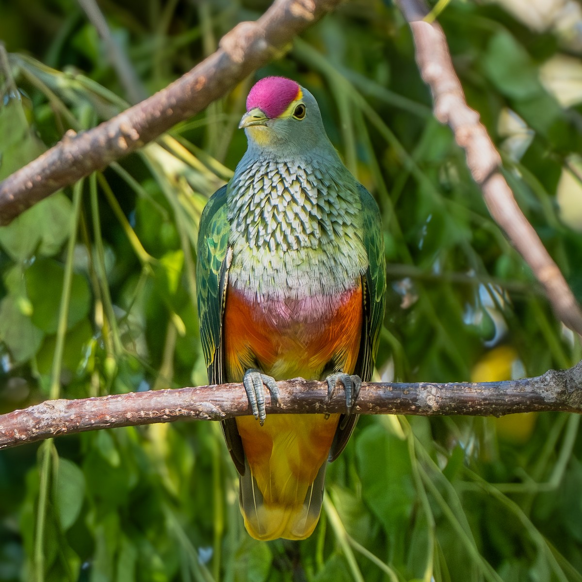 Rose-crowned Fruit-Dove - ML645372057