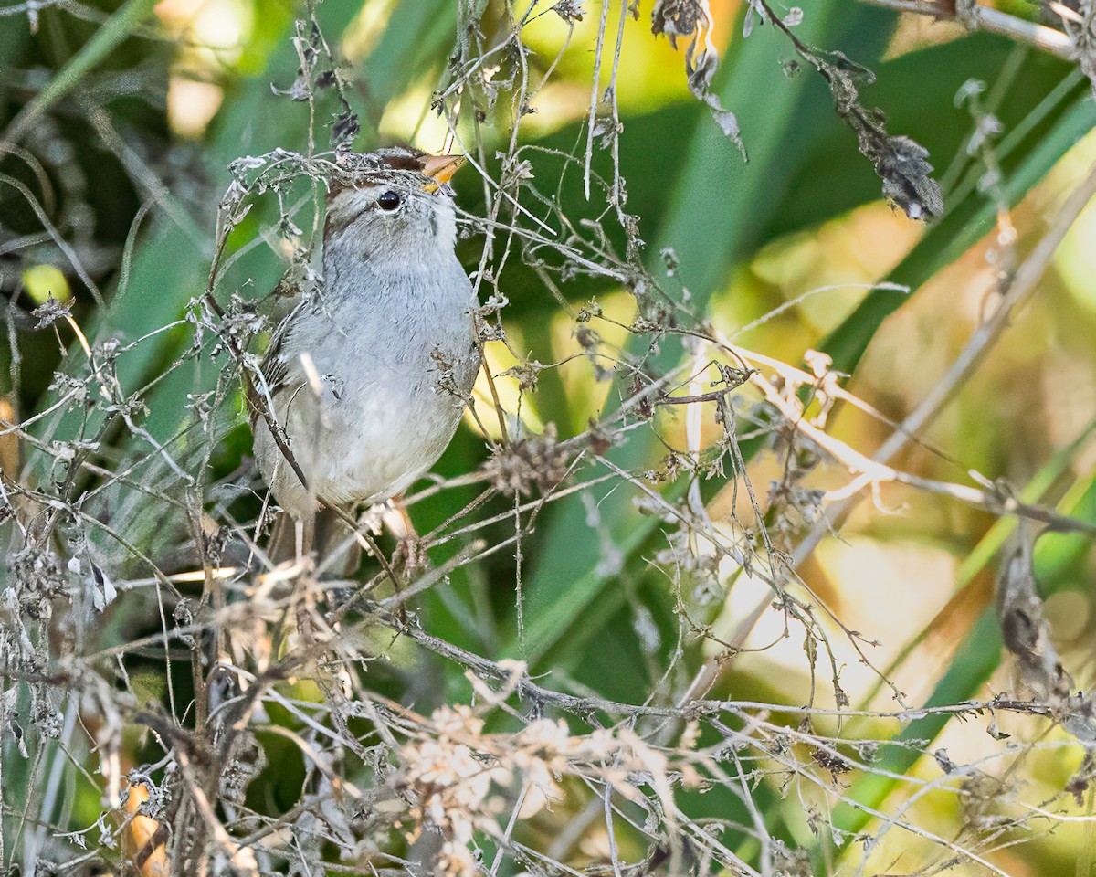 White-crowned Sparrow - ML645372058
