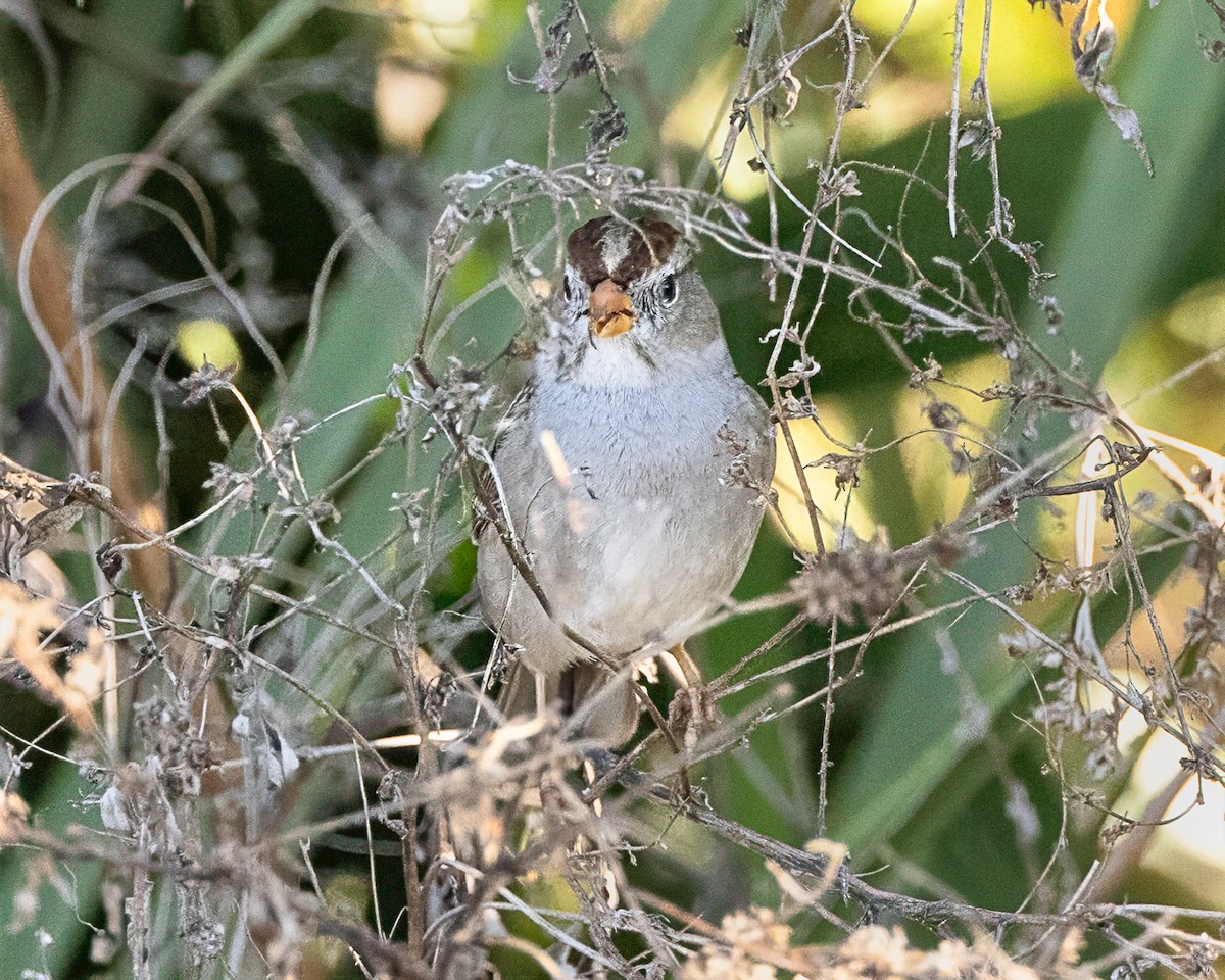 White-crowned Sparrow - ML645372059