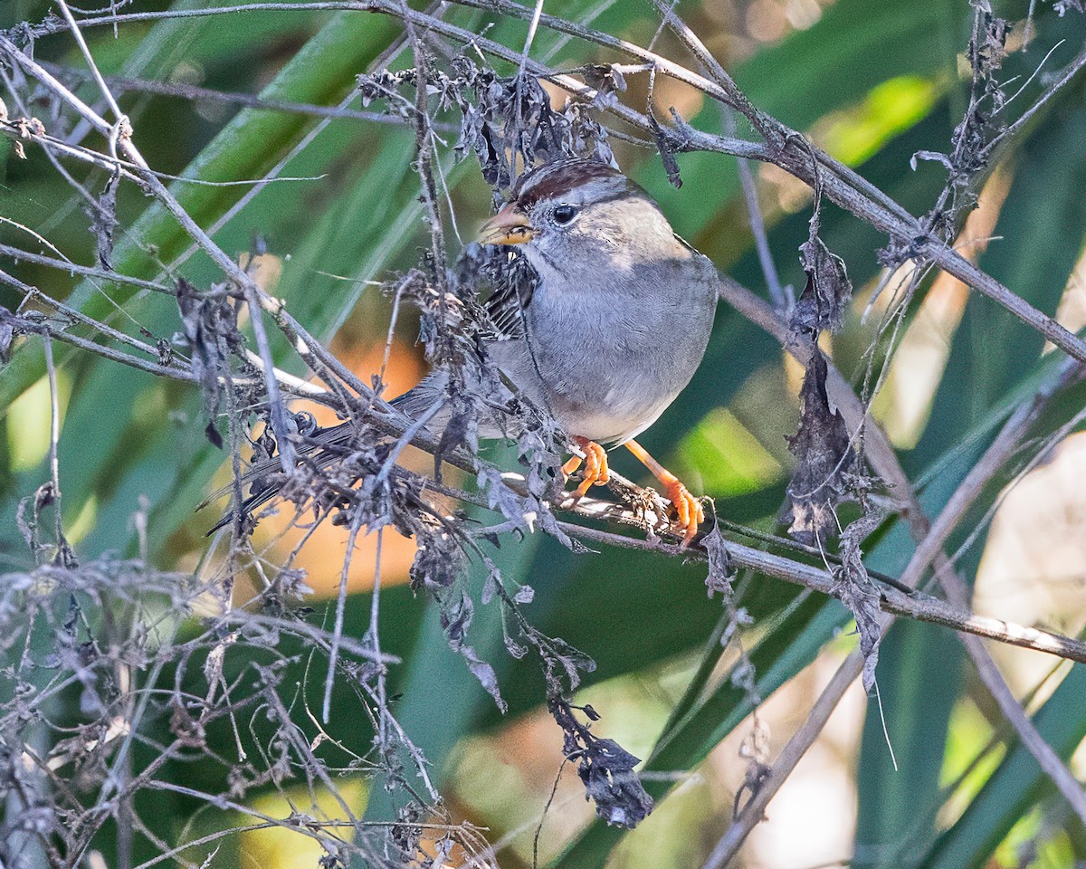 White-crowned Sparrow - ML645372060