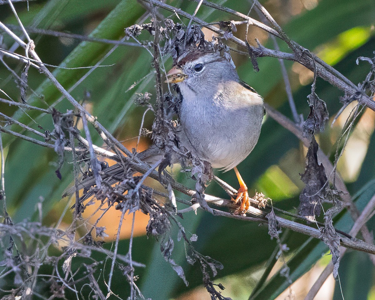 White-crowned Sparrow - ML645372061
