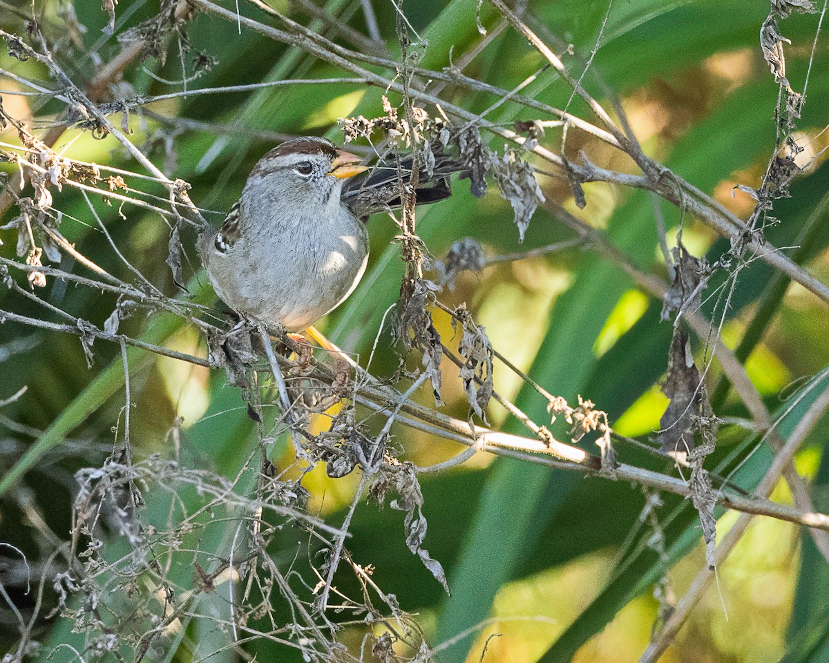 White-crowned Sparrow - ML645372062