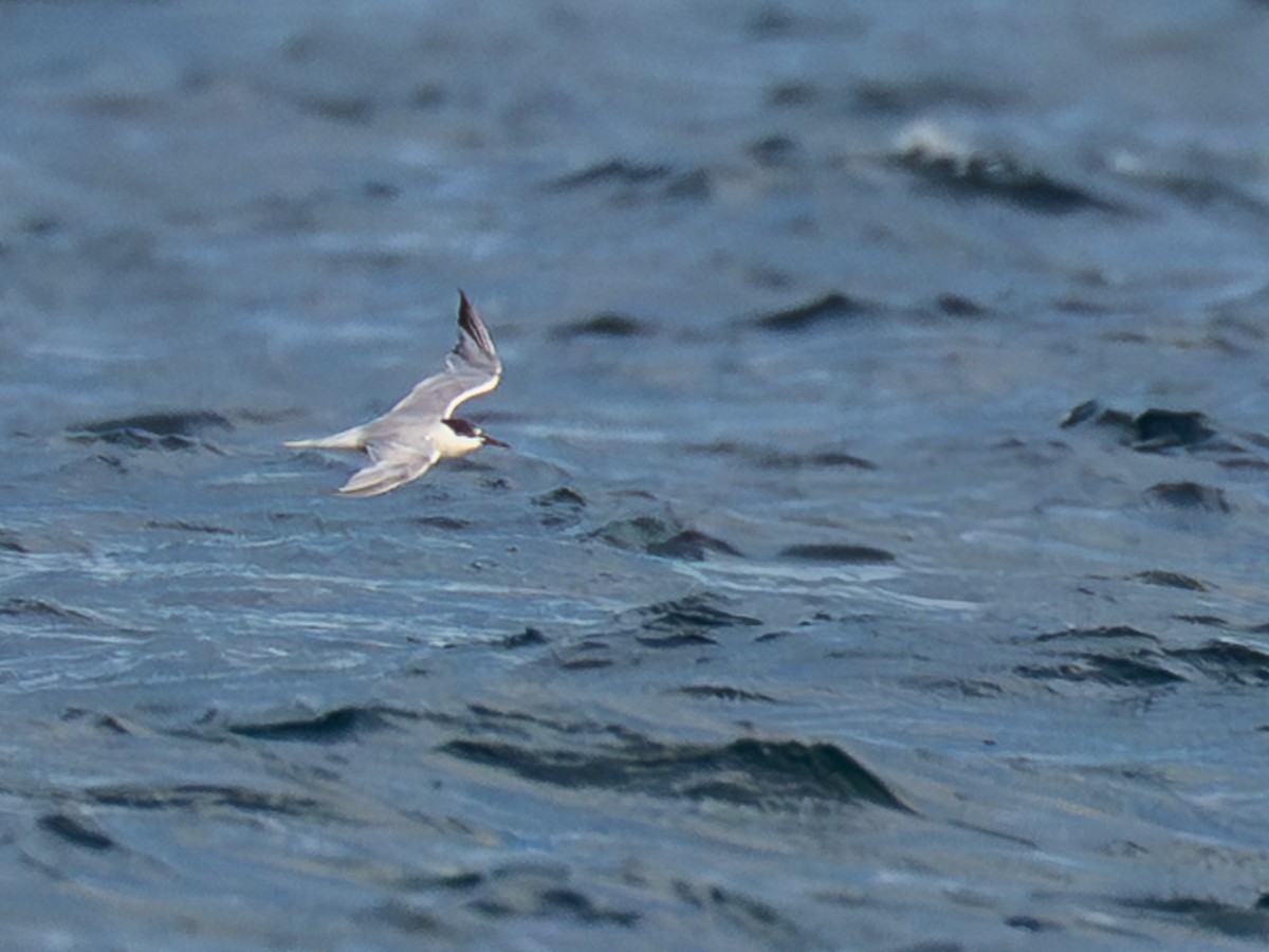 Roseate Tern - ML645372065