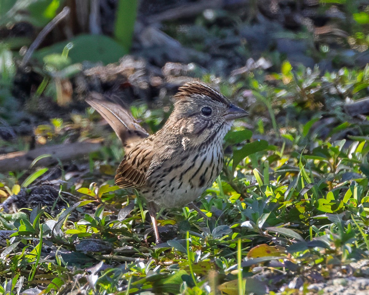 Lincoln's Sparrow - ML645372072